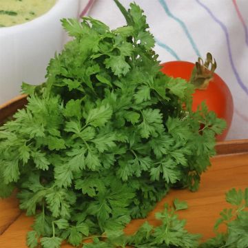 Chervil fine curled