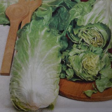 Chicory Pan di Zucchero