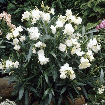 Nerium Oleander White