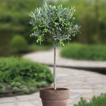 Standard Olive tree P20