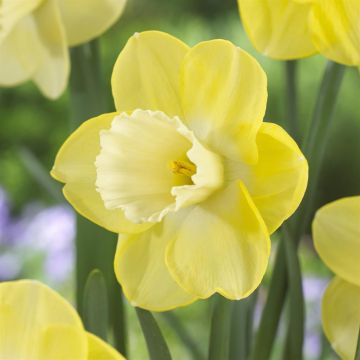Narcissi large cupped Altun Ha v2