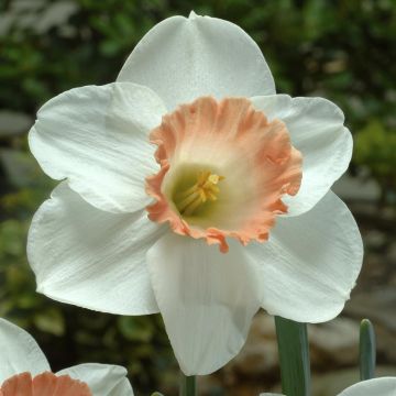 pink basket rose pink basket rose