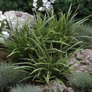 Carex morowii variegata