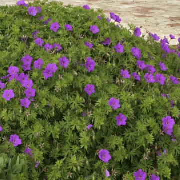 Geranium sanguineum Tiny Monster