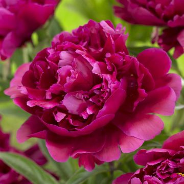 Paeonia Karl Rosenfield