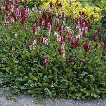 Persicaria affines Darjeling Red