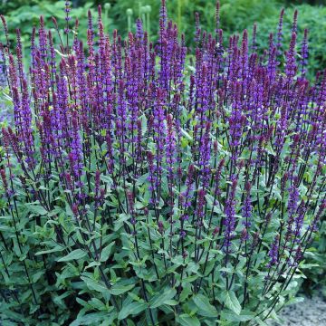 Salvia nemorosa Caradona