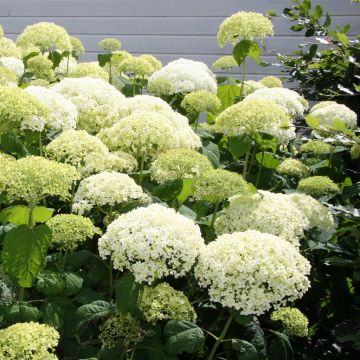 Hydrangea Arborescense Annabelle