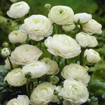 Ranunculus asiaticus White v1
