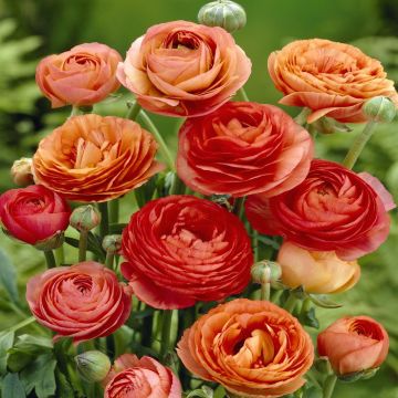 Ranunculus asiaticus Orange v1