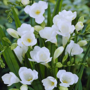 Freesia single White v1