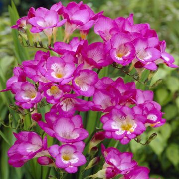 Freesia single Pink