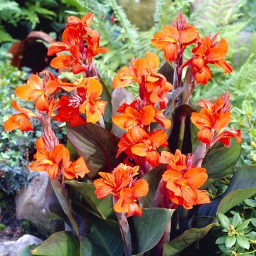 Canna Eric Neubert v1