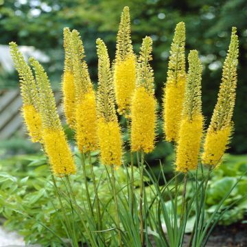 Eremurus stenophyllus