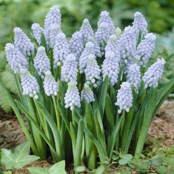 Muscari Valerie Finnis