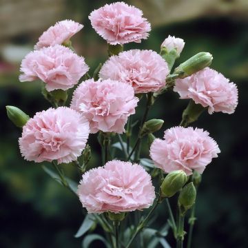 Dianthus caryophyllus Pink