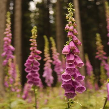 Digitalis purpurea