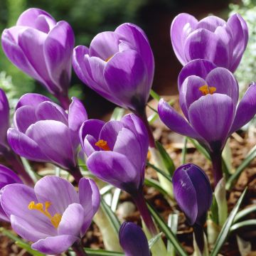 Crocus Grand Maitre