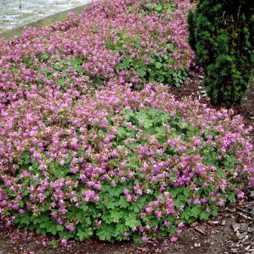 Geranium cantabrigiense Cambridge