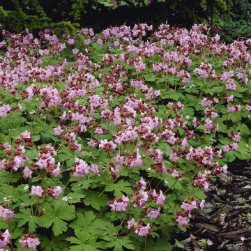 Geranium macrorrhizum Ingversen