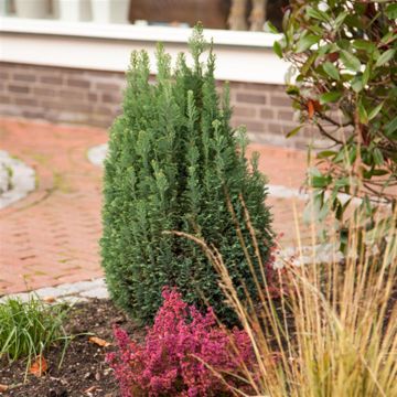 Chamaecyparis lawsoniana Snow White