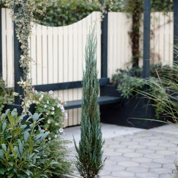 Juniperus scopulorum Blue Arrow