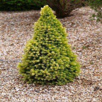 Picea glauca J.W. Daisy White