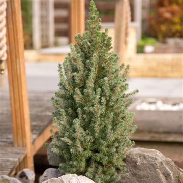 Picea glauca Sander's Blue