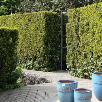 Taxus media Groenland