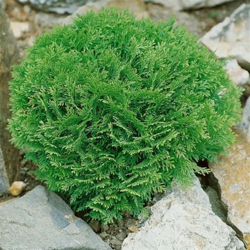 Thuja occidentalis Danica