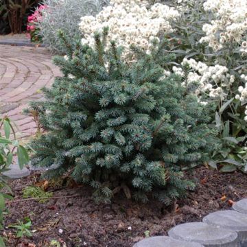 Picea glauca Echiniformis