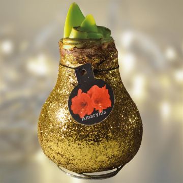 gold-gliter-amaryllis v2