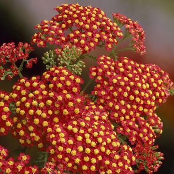 Achillea millefolium Paprika