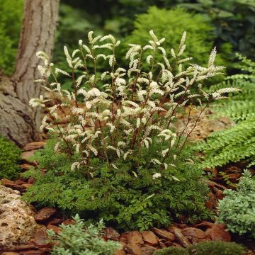 Aruncus aethosifolius