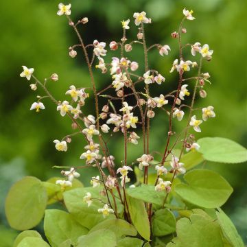 Epimedium pubigerum