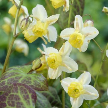 Epimedium vrsicolor Sulphureum