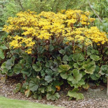 Ligularia dentata Othello