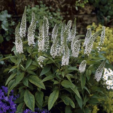 Lycimachia clethroides