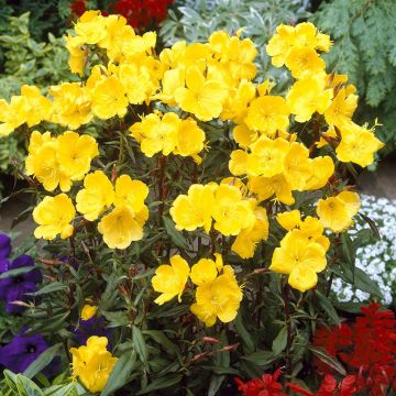 Oenothera fruticosa Fyrverkeri
