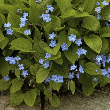 Omphalodes verna