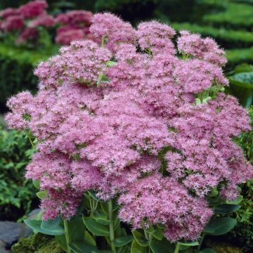 Sedum spectabile Brilliant