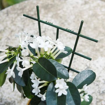 8711338401057 .JPG 8711338401057 .JPG