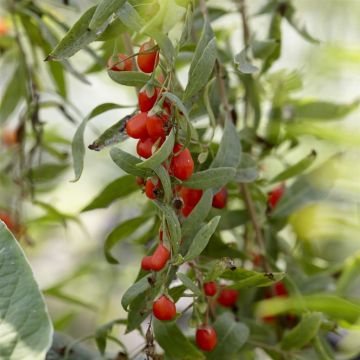 lycium instant success.jpg (Als)