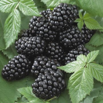 rubus black satin.jpg