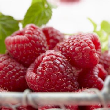 rubus willamette.jpg (Als)