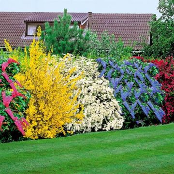 5 Shrubs Buddleja
