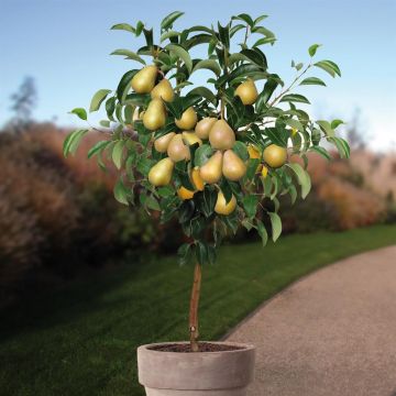 Pyrus gellerts butterbirne.jpg