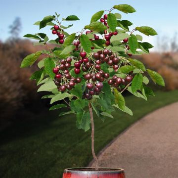 Prunus avium regina.jpg