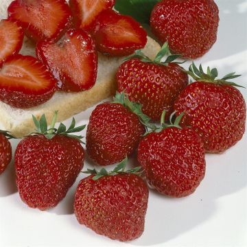 Fragaria ananassa Polka