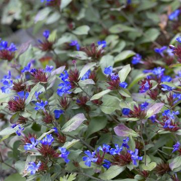 Ceratostigma plumbaginoides